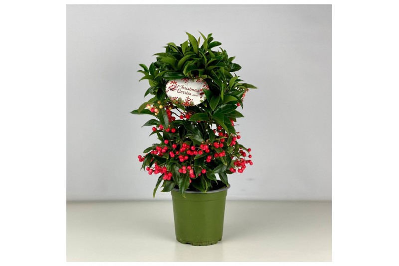 Ardisia crenata bos premium Ardisia crenata Bospremium Red 