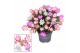 Schlumbergera mix 5 kleuren CINQOLORE - Decorum 100 bl. 