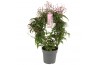Jasminum polyanthum (roze) Jasminum Passion Dark Pink boog 300 knop p1