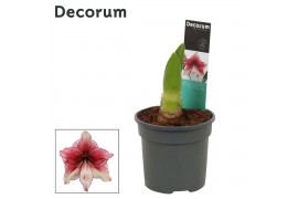 Hippeastrum Amaryllis Tosca 2 Knop (Decorum)2 tak/plnt