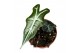 Alocasia Alocasia Nobilis 1 pp 