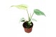 Monstera Monstera Mint 1 pp 