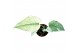 Monstera Monstera Mint 1 pp 