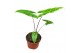 Alocasia Alocasia Reticulata 1 pp 
