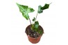 Alocasia Alocasia Teletubbies 1 pp