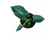 Alocasia Alocasia Frydek Tattoo 1 pp 