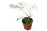 Monstera Monstera White Ghost 1 pp