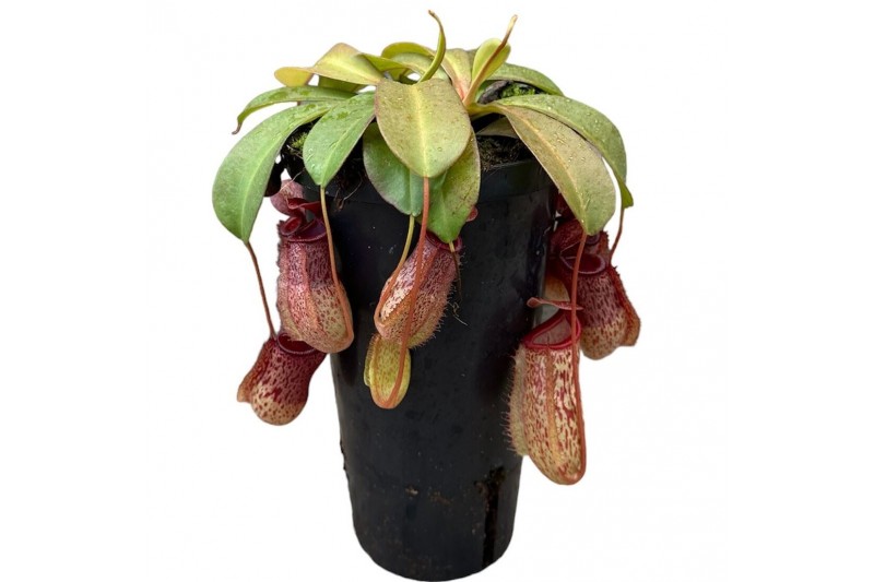 Nepenthes Nepenthes Monkey Jars Sam 2 bl. 
