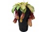 Nepenthes Nepenthes Monkey Jars Sam 2 bl.