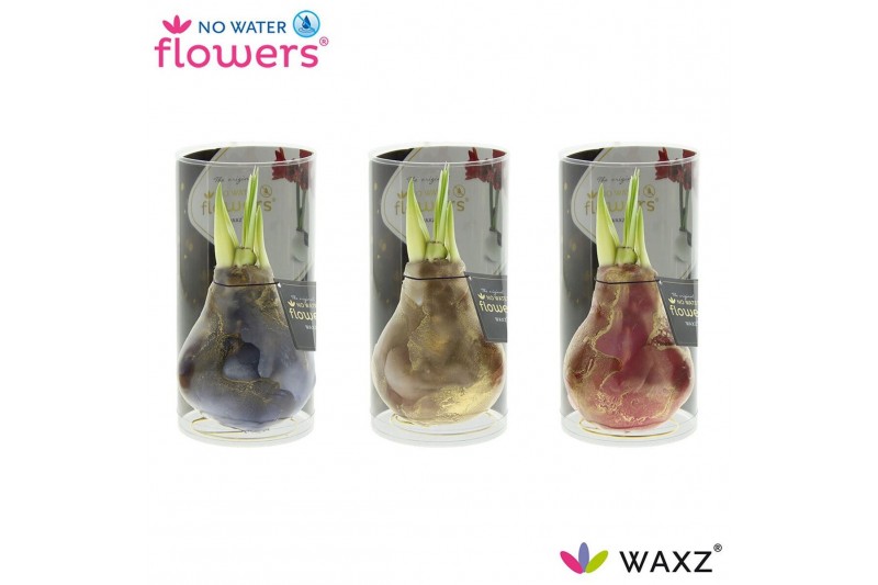 Hippeastrum gewaxt No Water Flowers® Univerz Jupiter in Koker2 tak/pln 