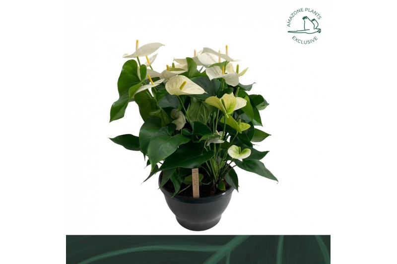 Anthurium andr. sumi Anthurium schaal Samorabl. 