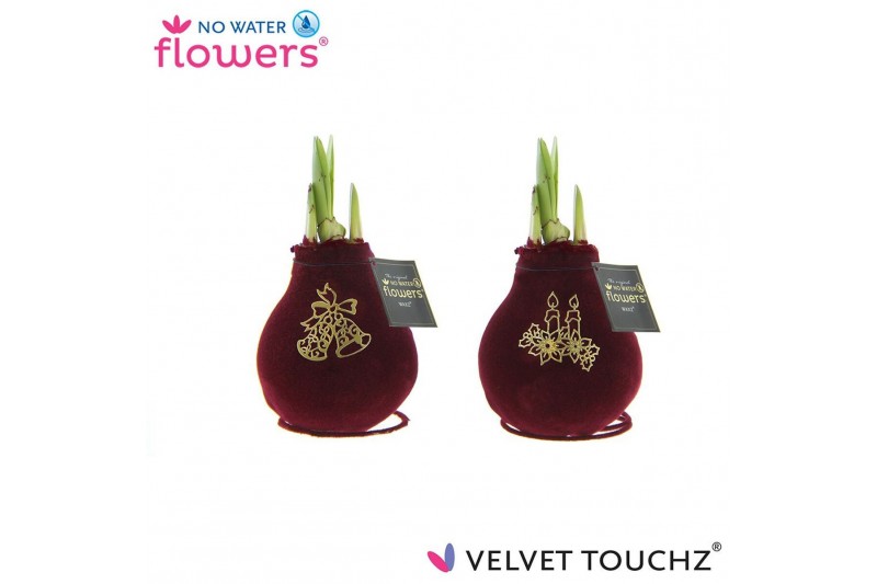 Hippeastrum gewaxt No Water Flowers Velvet Touchz® Royal Gold2 tak/pln 