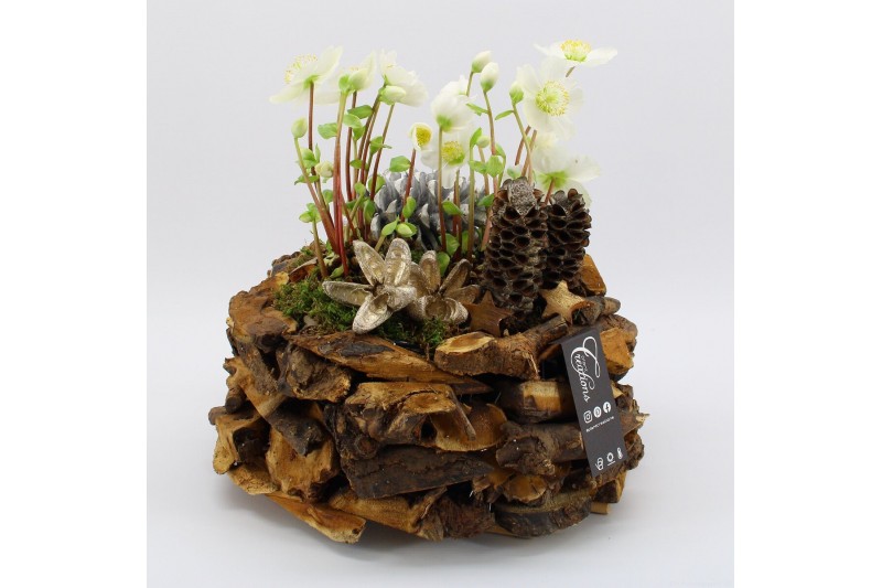 Arrangementen helleborus NHCR-2504 Verboom Helleborus 2 pp 