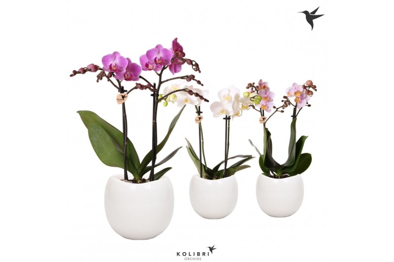 Phalaenopsis mix Kolibri Orchids Phalaenopsis mix 2 spike in Bowl pot1 