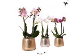Phalaenopsis mix Kolibri Orchids Phalaenopsis mix 2 spike in Luxury po