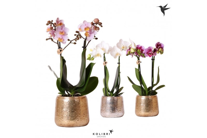Phalaenopsis mix Kolibri Orchids Phalaenopsis mix 2 spike in Luxury po 