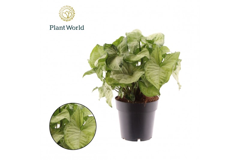 Syngonium podophyllum white butterfly Syngonium White Butterfly 1 pp 