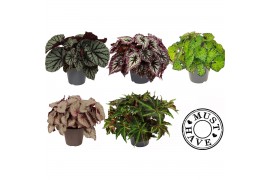 Begonia blad beleaf mix Bladbegonia Rex Mix in Floratino2 pp