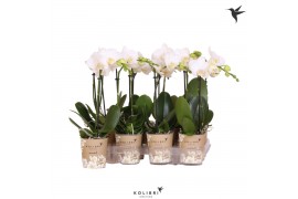Phalaenopsis multiflora wit Kolibri Orchids Phalaenopsis White 1 spike