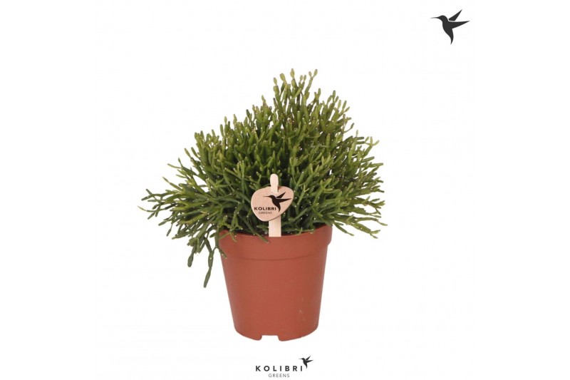 Rhipsalis baccifera oasis Kolibri Greens Rhipsalis Baccifera1 pp 