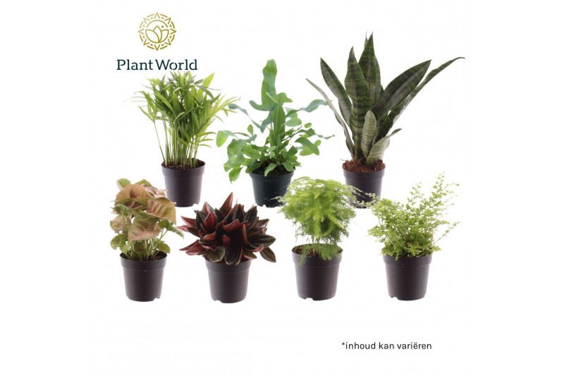 Kamerplanten mix Keen on Green mix Georgia 7 cm 1 pp 