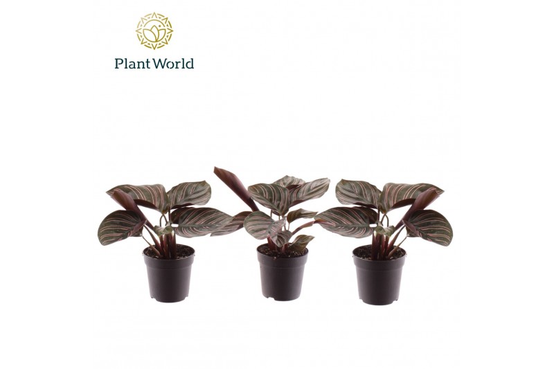 Calathea Calathea Ornata 7 cm 