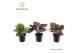 Calathea mix Calathea mix 7 cm 