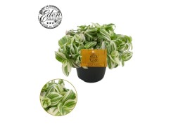 Tradescantia Brightness Tradescantia Brightness 12cm 10 - 14  cm