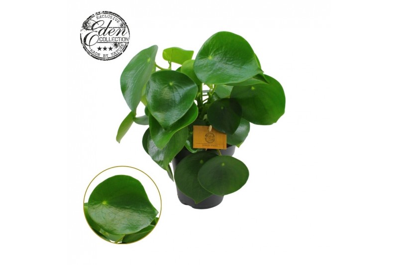 Peperomia polybotrya raindrop Peperomia Polybotrya 15cm 