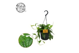 Monstera siltepecana Monstera Siltepecana 15cm HP 1 pp