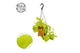 Philodendron Philodendron Micans Lime 15cm HP 5 pp