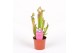 Sarracenia Sarracenia Judith 