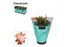Schlumbergera Orange (Vida) - Decorum 70 bl. 