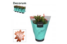 Schlumbergera Orange (Vida) - Decorum 70 bl.