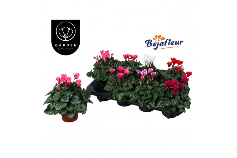 Cyclamen pers. super serie verano Cyclaam Garden Verano Mix 17 cm diam 