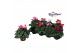 Cyclamen pers. super serie verano Cyclaam Verano Mix 20 cm diameter 4  