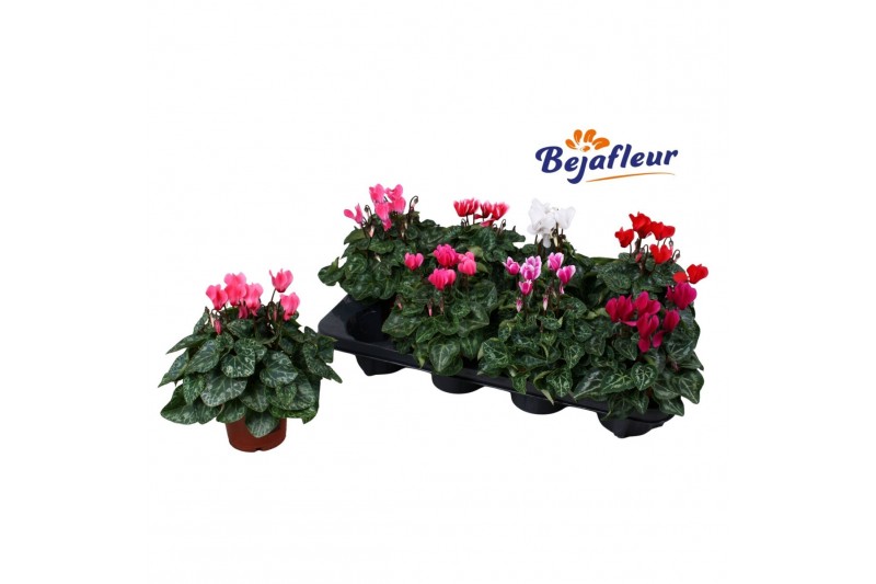 Cyclamen pers. super serie verano Cyclaam Verano Mix 20 cm diameter 4  