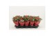 Kalanchoe rosalina don amador Kalanchoe Double, Catchy Season Red1 pp 