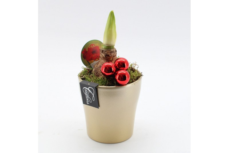 Arrangementen hippeastrum HXFD-2505R Xmas Amaryllis Fundamentals 1 pp 