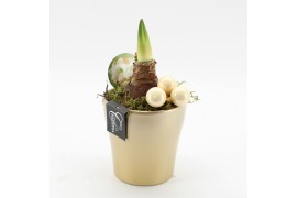 Arrangementen hippeastrum HXFD-2505W Xmas Amaryllis Fundamentals 1 pp