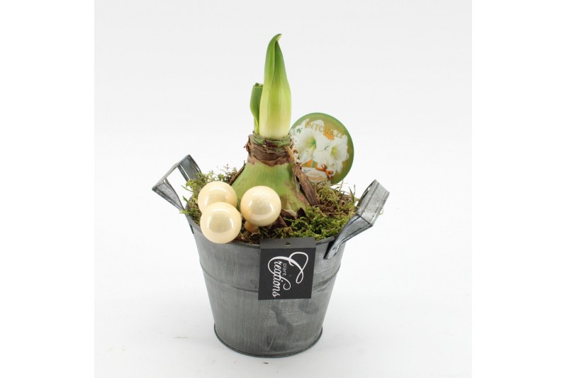 Arrangementen hippeastrum HXFD-2508W Xmas Amaryllis Fundamentals 1 pp 