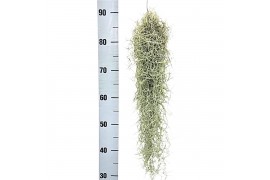 Tillandsia usneoides tillandsia usneoides grey medium x12 50 - 59  cm
