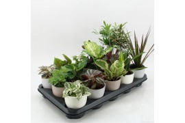 Kamerplanten mix K-15 Mixplanten in keramiek