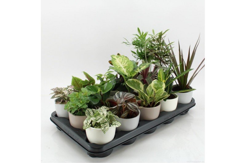 Kamerplanten mix K-15 Mixplanten in keramiek 