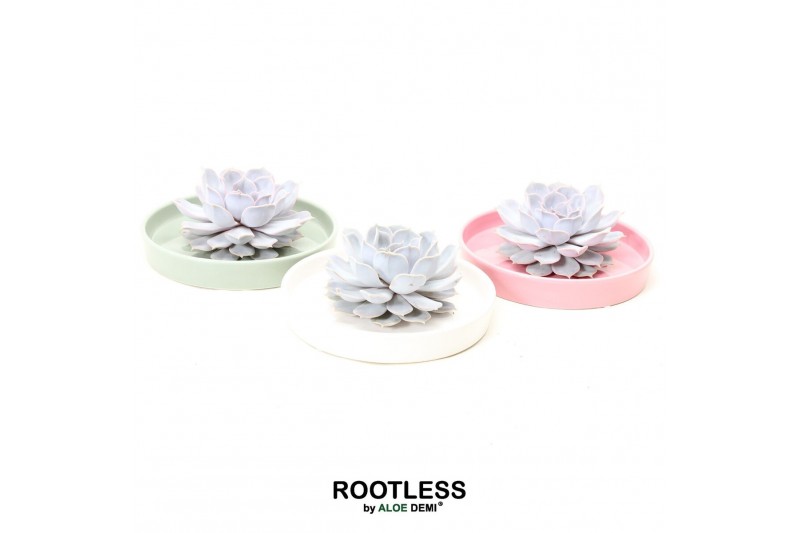 Arrangementen succulenten ROOTLESS Echeveria lilacina, Octopus bowl1 p 