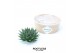 Arrangementen succulenten ROOTLESS Aloe aristata magic 12-14 cm kraft  
