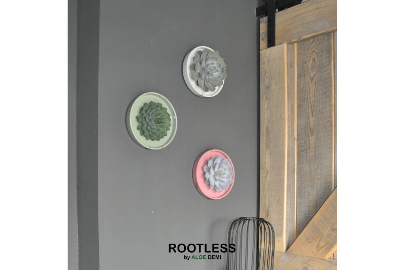 Arrangementen succulenten ROOTLESS x WALL ART Echeveria, Octopus bowl1 