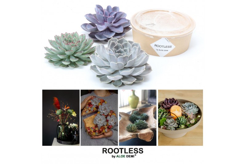 Arrangementen succulenten ROOTLESS Echeveria 12-14 cm kraft box DIY1 p 