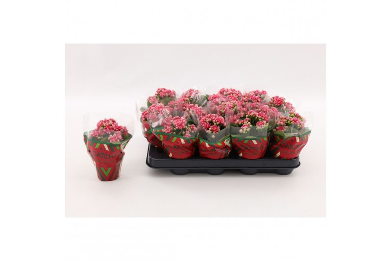 Kalanchoe calandiva weaver Double Sylca 