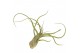 Tillandsia tillandsia caput medusa1 bl. 